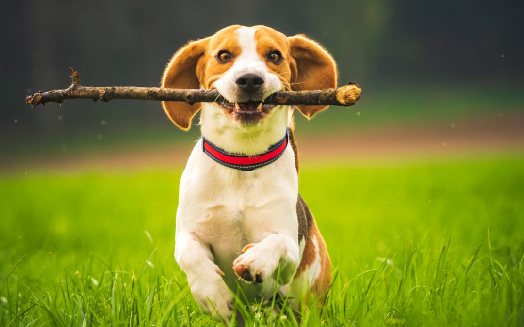 Benefícios da levedura de cerveja na saúde dos cães