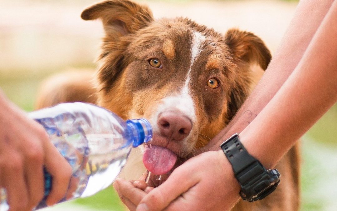 A importância da água na nutrição dos pets