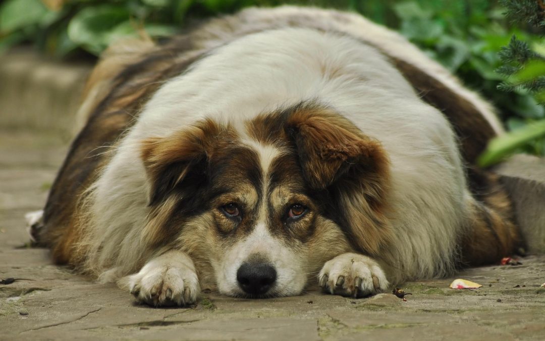 Os perigos da obesidade nos pets